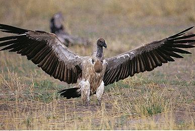 《活侠传》限时试玩版5月27日上架 男主画风清奇